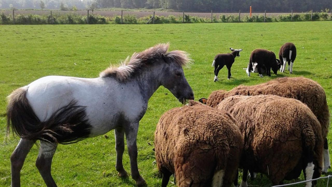 B & B Victors Hof, Met Zwemvijver In Landelijke Setting Lievegem Dış mekan fotoğraf