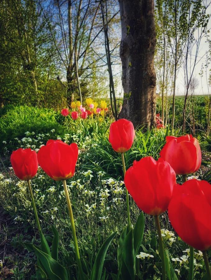 B & B Victors Hof, Met Zwemvijver In Landelijke Setting Lievegem Dış mekan fotoğraf